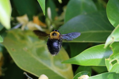 花粉がいっぱい-2