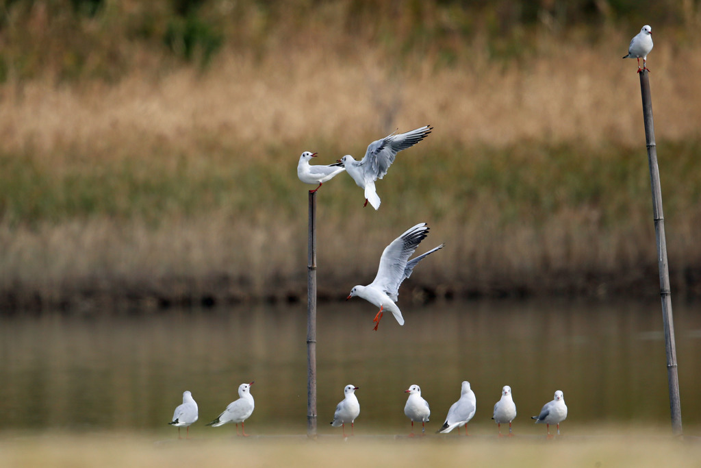 見上げるユリカモメ