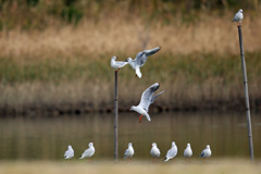 見上げるユリカモメ