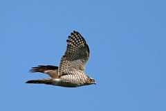 青空とハイタカ