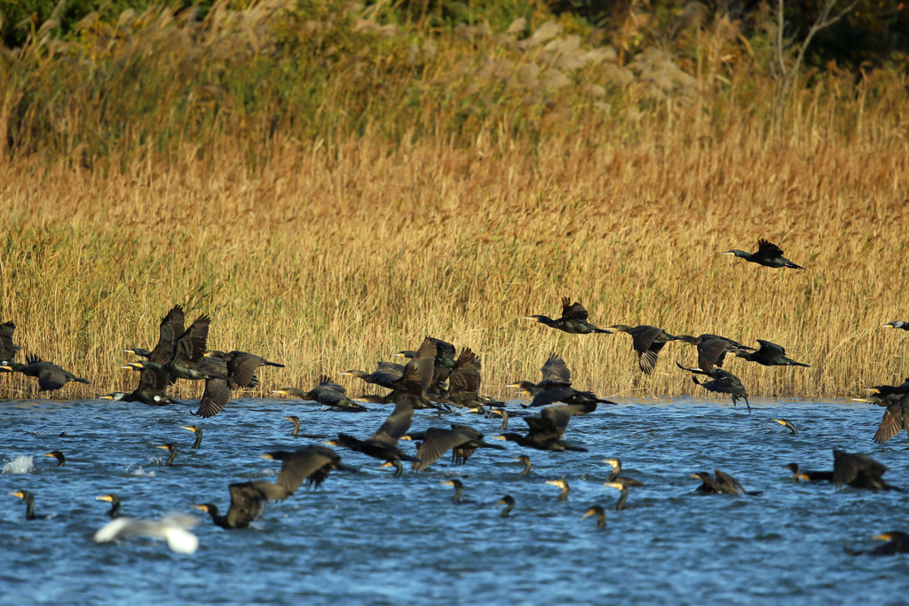 水面いっぱいにカワウ