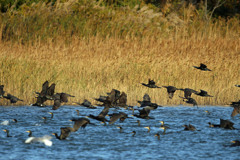 水面いっぱいにカワウ