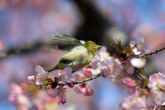 メジロ飛び出し