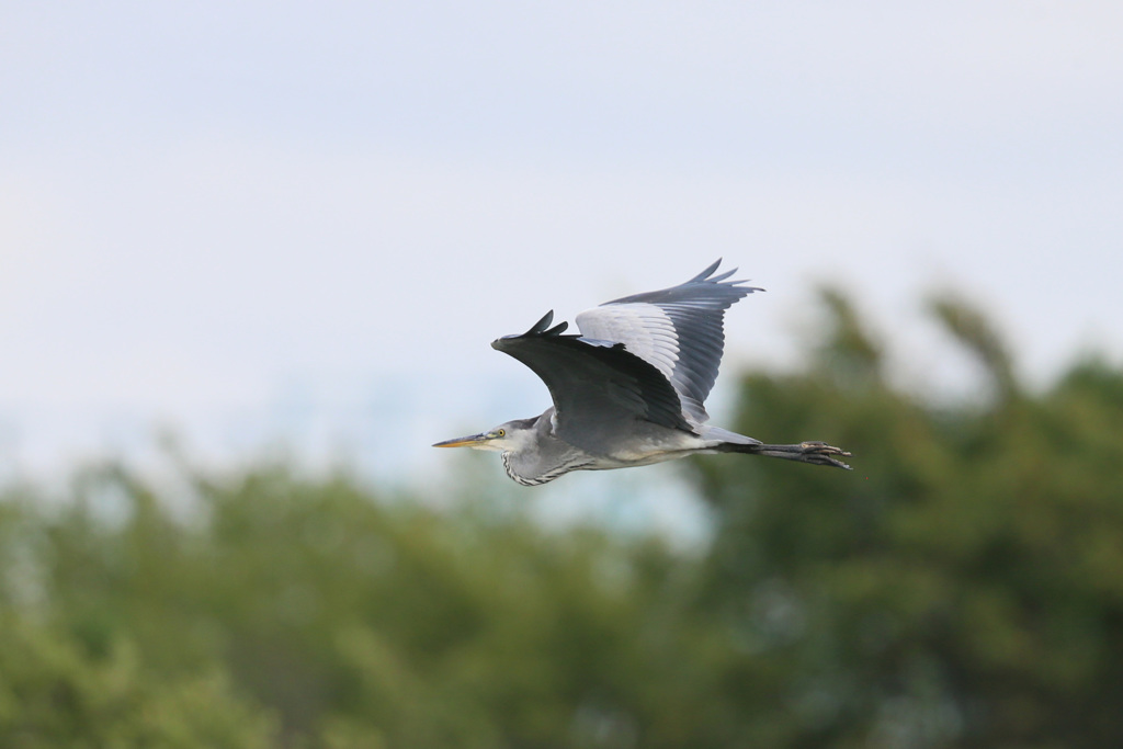 アオサギの飛び方-3