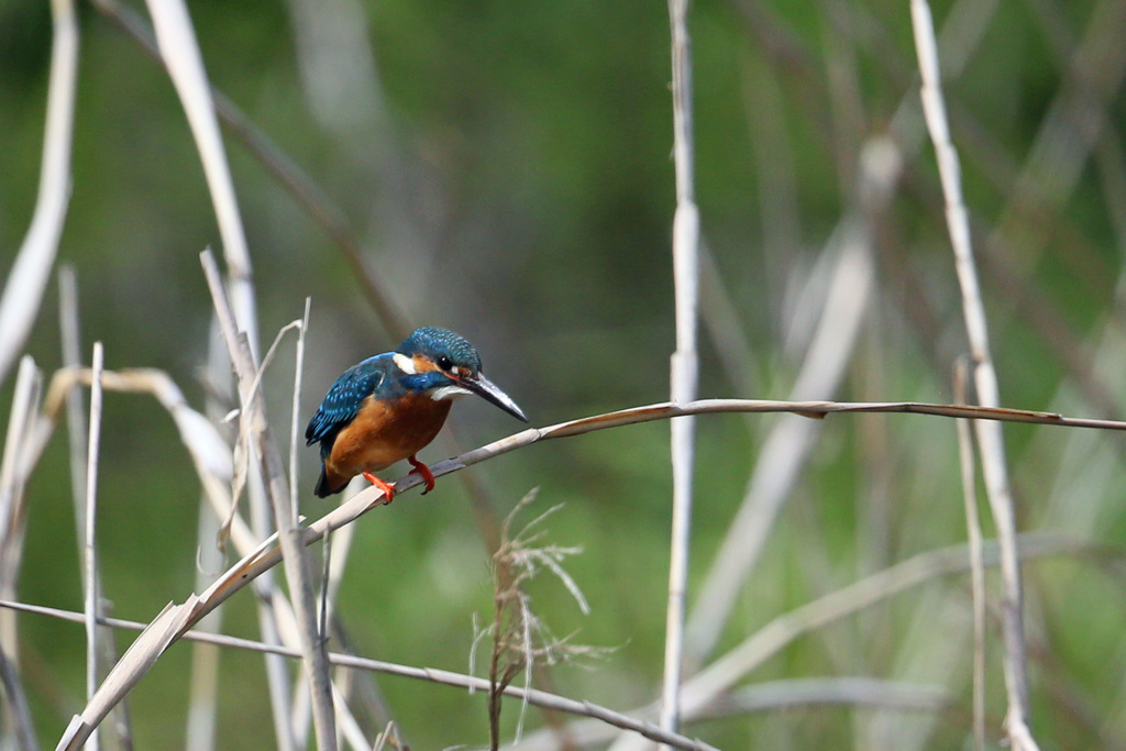 カワセミ定番ポーズ