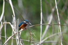 カワセミ定番ポーズ