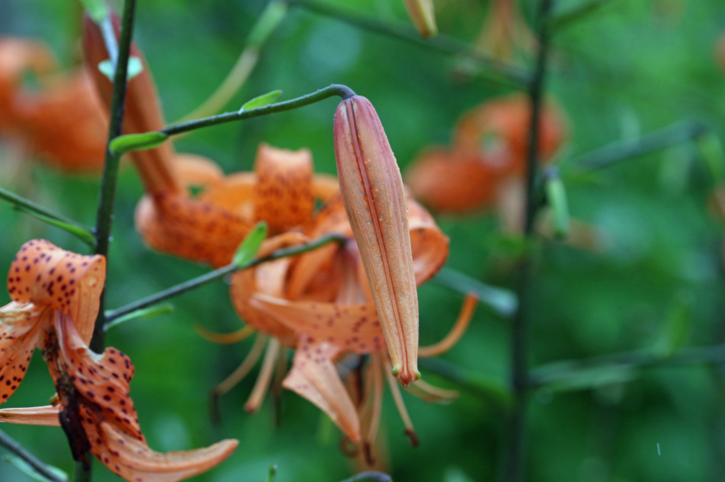 明日もチョウさん来てくれるかな