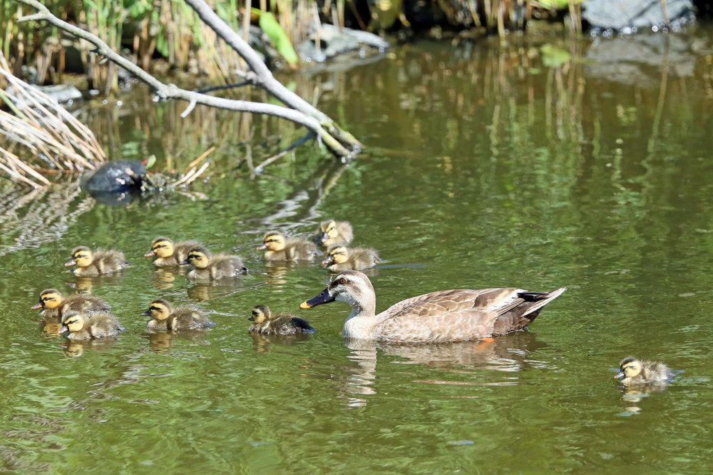 おかあさんといっしょ
