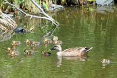 おかあさんといっしょ