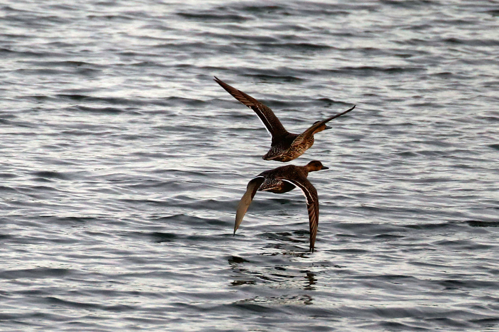 ちょっと流し鳥