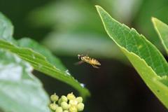 ハナアブホバリング