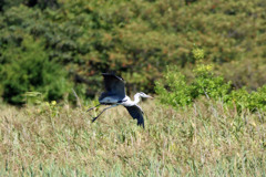 アオサギ着地ポーズ