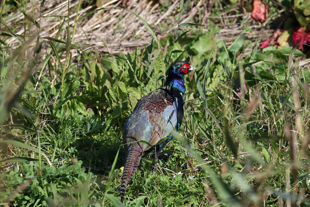 後ろ姿ピカピカ