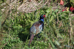 後ろ姿ピカピカ