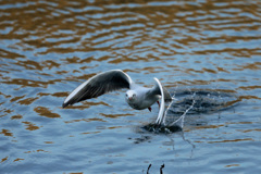 ユリカモメ水面飛び出し-3
