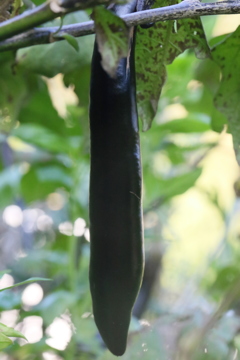 焼きなす美味しいよ～