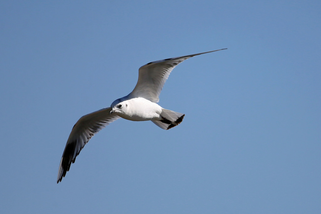 青空にズグロカモメ