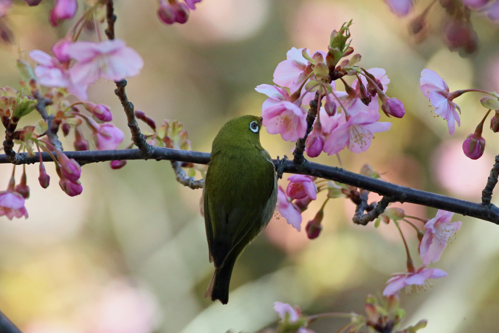 背中綺麗でしょ