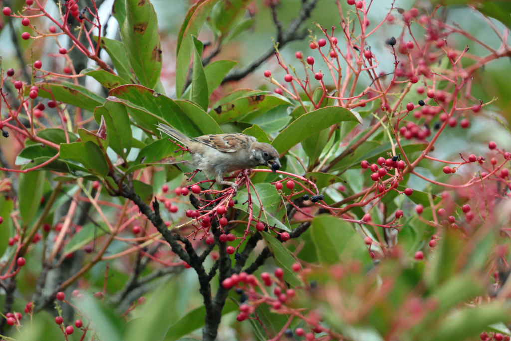 スズメお食事中