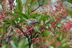 スズメお食事中