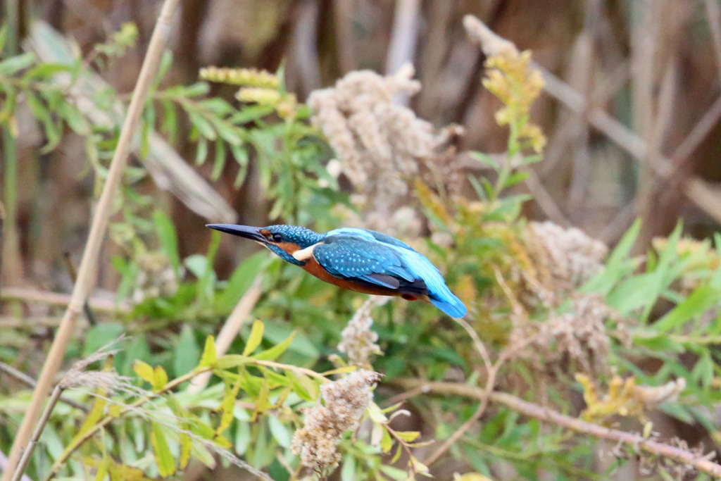 カワセミの飛び方その2