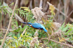 カワセミの飛び方その2