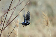 ムクドリ飛び出し