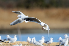 ユリカモメ飛び出し-2