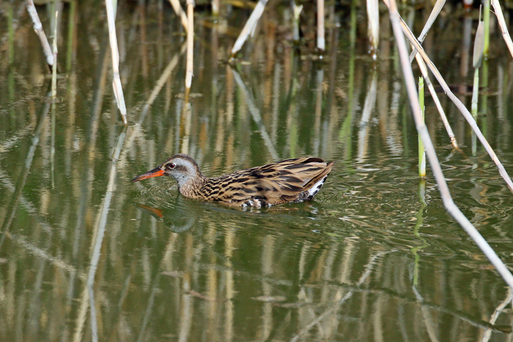 夕日を浴びて-2