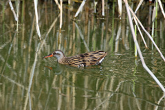 夕日を浴びて-2