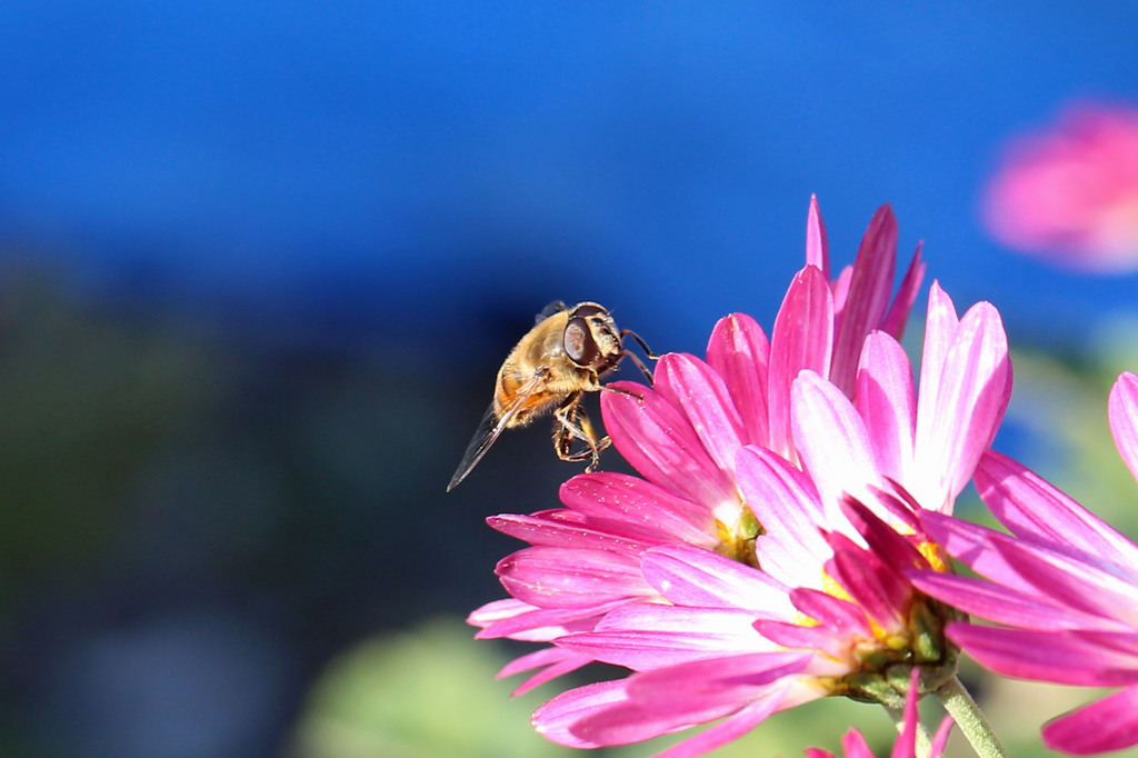 青空はビニールシート