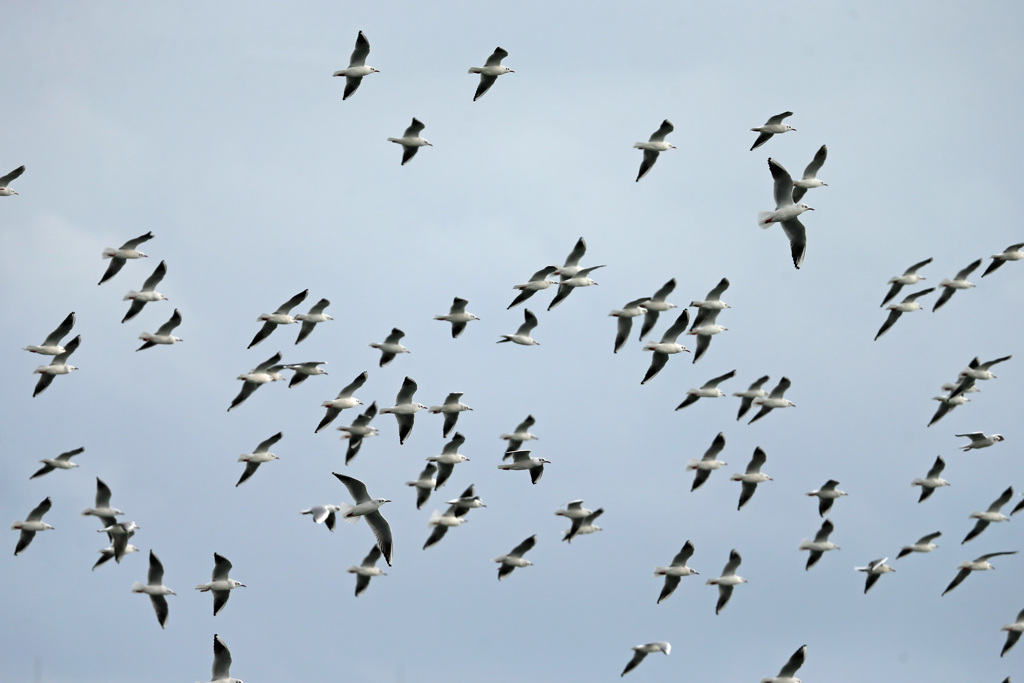 空一面にユリカモメ