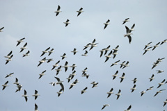 空一面にユリカモメ