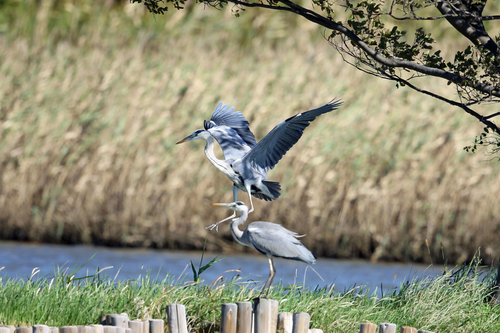 アオサギ前蹴り一発