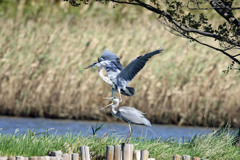 アオサギ前蹴り一発