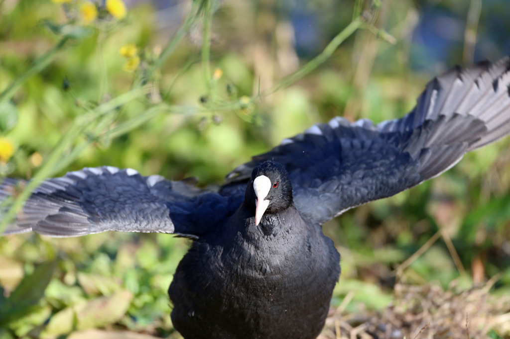 近すぎておさまりません