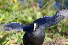 近すぎておさまりません