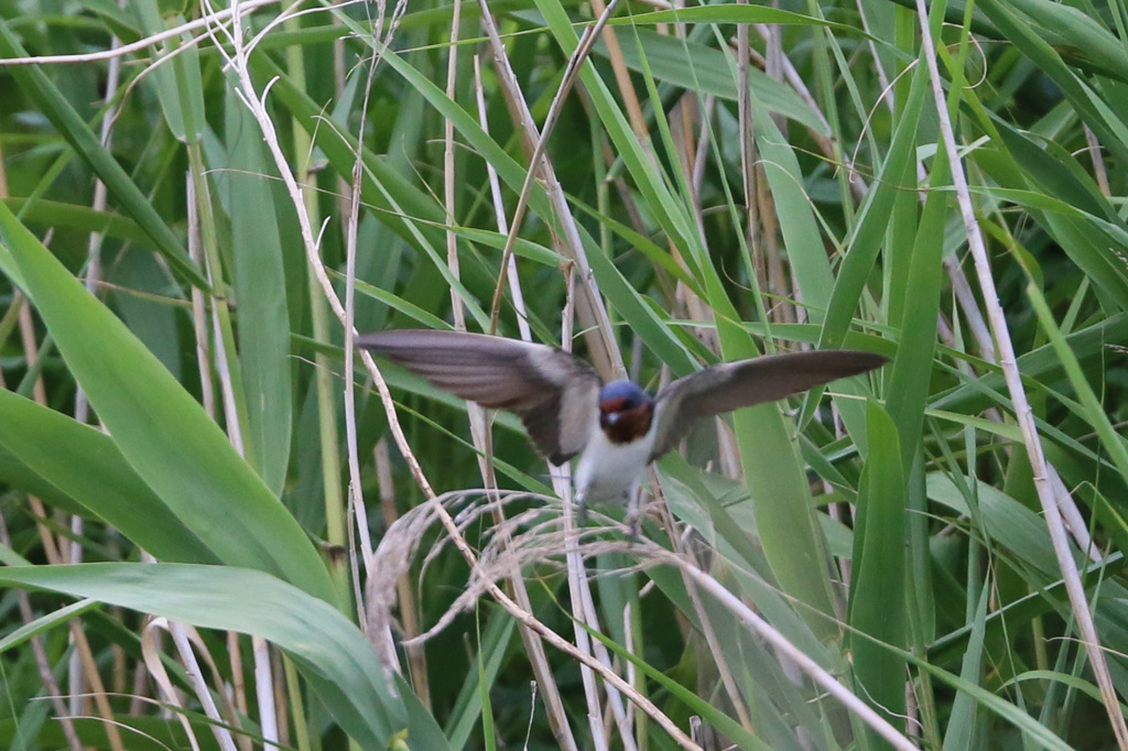 後ろの草にピントバッチリ