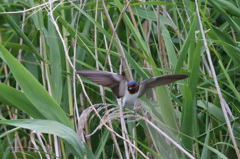 後ろの草にピントバッチリ
