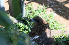 私のうなじきれい