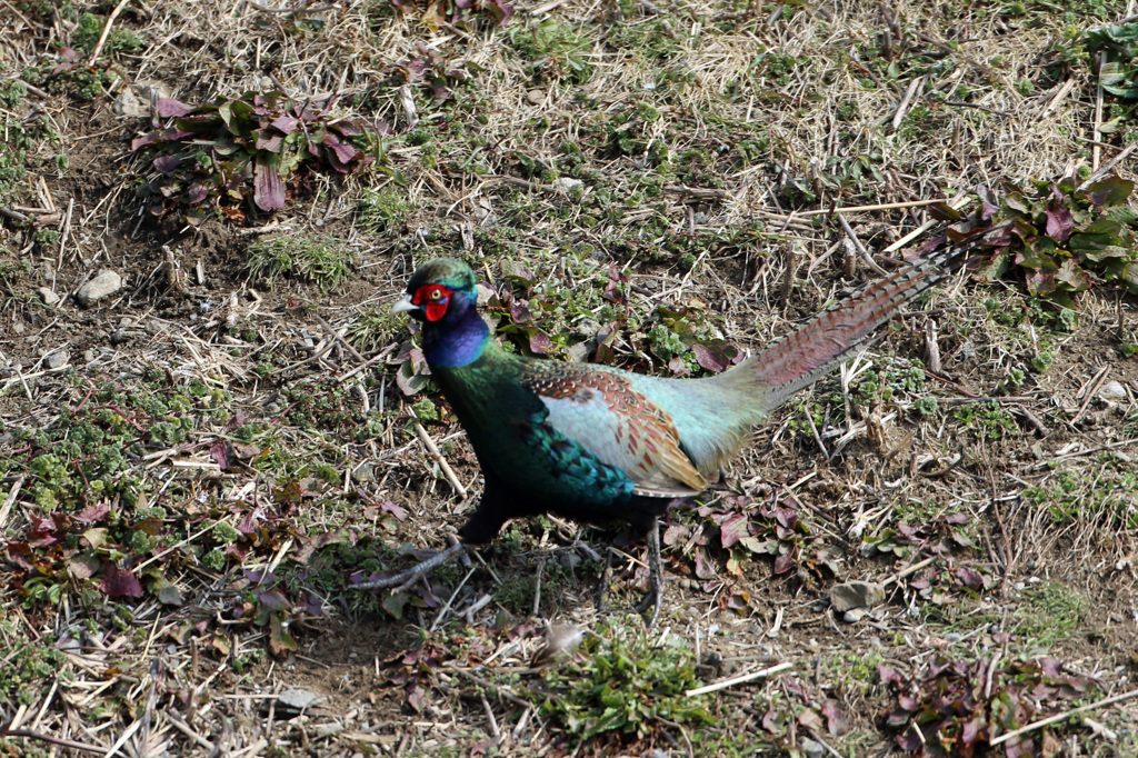 キジさん発見