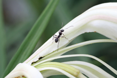 画面より大きいかな?