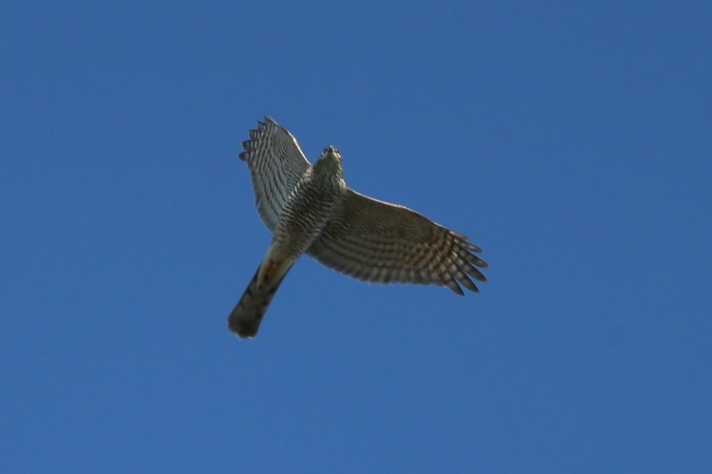 オオタカさん-5