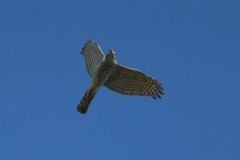 オオタカさん-5