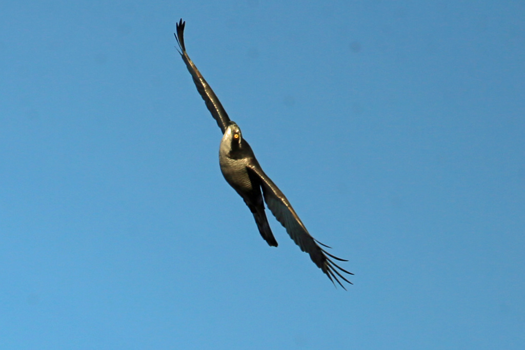 オオタカ成鳥上昇