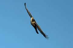 オオタカ成鳥上昇