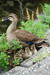 母ちゃんと一緒