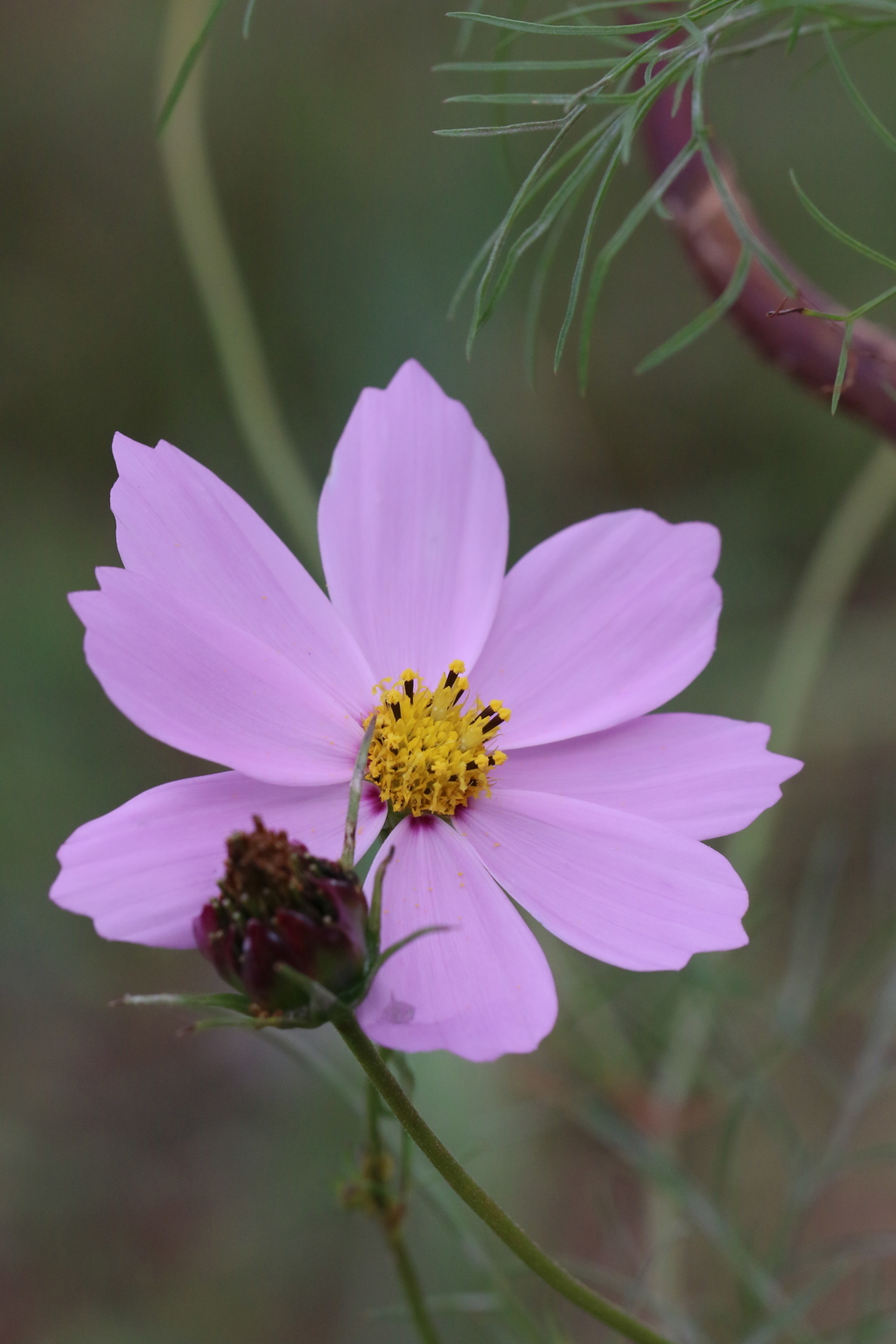 散った花咲いてる花