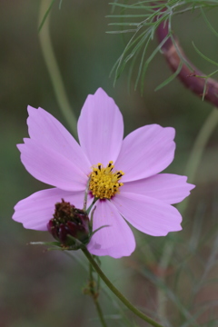 散った花咲いてる花