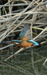 カワセミ飛行中